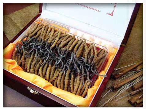 大化冬虫夏草回收